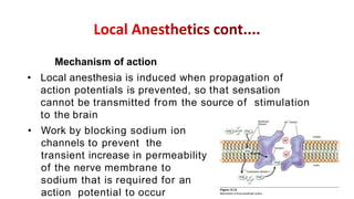 How Local Anesthesia Works Anesthetics and its side affect Mechanism of action | PPTX