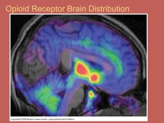 Opioid Receptor Brain Distribution
 