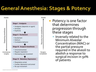  Potency is one factor
that determines
progression through
these stages
 Inversely related to the
Minimum Alveolar
Concentration (MAC) or
the partial pressure
required in the alveoli to
abolish a response to
surgical incision in 50%
of patients
 