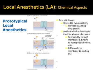 Prototypical
Local
Anesthetics
Local Anesthetics (LA): Chemical Aspects
 Aromatic Group:
 Related to hydrophobicity
 Increase by adding
alkyl groups
 Moderate hydrophobicity is
ideal for a balance between
 Permeability through
membrane & binding
to hydrophobic binding
sites
 Diffusion from
membrane to binding
site
 