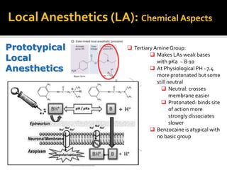 Prototypical
Local
Anesthetics
Local Anesthetics (LA): Chemical Aspects
 Tertiary Amine Group:
 Makes LAs weak bases
with pKa ~ 8-10
 At Physiological PH ~7.4
more protonated but some
still neutral
 Neutral: crosses
membrane easier
 Protonated: binds site
of action more
strongly dissociates
slower
 Benzocaine is atypical with
no basic group
 