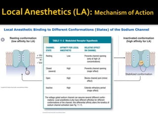 Local Anesthetic Binding to Different Conformations (States) of the Sodium Channel
Local Anesthetics (LA): Mechanism of Action
 