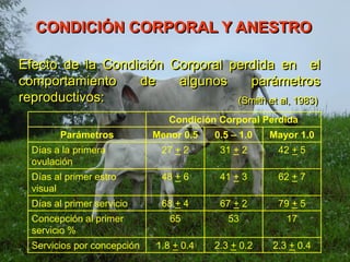 CONDICIÓN CORPORAL Y ANESTRO
Efecto de la Condición Corporal perdida en el
comportamiento de algunos parámetros
reproductivos:
Condición Corporal Perdida
Parámetros Menor 0.5 0.5 – 1.0 Mayor 1.0
Días a la primera
ovulación
27 + 2 31 + 2 42 + 5
Días al primer estro
visual
48 + 6 41 + 3 62 + 7
Días al primer servicio 68 + 4 67 + 2 79 + 5
Concepción al primer
servicio %
65 53 17
Servicios por concepción 1.8 + 0.4 2.3 + 0.2 2.3 + 0.4
(Smith et al, 1983)
 