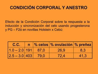 CONDICIÓN CORPORAL Y ANESTRO
Efecto de la Condición Corporal sobre la respuesta a la
inducción y sincronización del celo usando progesterona
y PG – F2ά en novillas Holstein x Cebú:
C.C. n % celos % ovulación % preñez
1.0 – 2.0 191 87,0 26,9 8,3
2.5 – 3.0 403 79,0 72,4 41,3
 
