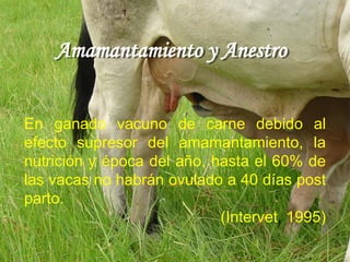 Amamantamiento y Anestro
En ganado vacuno de carne debido al
efecto supresor del amamantamiento, la
nutrición y época del año, hasta el 60% de
las vacas no habrán ovulado a 40 días post
parto.
(Intervet, 1995)
 