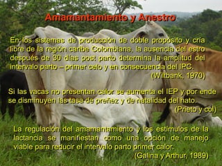 Amamantamiento y Anestro
En los sistemas de producción de doble propósito y cría
libre de la región caribe Colombiana, la ausencia del estro
después de 30 días post parto determina la amplitud del
intervalo parto – primer celo y en consecuencia del IPC.
(Wiltbank, 1970)
Si las vacas no presentan calor se aumenta el IEP y por ende
se disminuyen las tasa de preñez y de natalidad del hato.
(Prieto y col)
La regulación del amamantamiento y los estímulos de la
lactancia se manifiestan como una opción de manejo
viable para reducir el intervalo parto primer calor.
(Galina y Arthur, 1989)
 