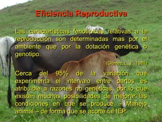 Las características fenotípicas relativas a la
reproducción son determinadas mas por el
ambiente que por la dotación genética o
genotipo.
(Gómez, L. J., 1981)
Cerca del 95% de la variación que
experimenta el intervalo entre partos es
atribuible a razones no genéticas, por lo que
existen muchas posibilidades de mejorar las
condiciones en que se produce – Manejo
animal – de forma que se acorte tal IEP.
Eficiencia Reproductiva
 