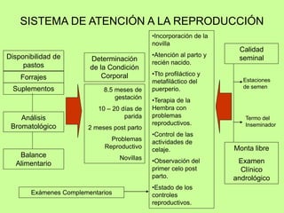 Disponibilidad de
pastos
SISTEMA DE ATENCIÓN A LA REPRODUCCIÓN
Forrajes
Suplementos
Análisis
Bromatológico
Balance
Alimentario
Determinación
de la Condición
Corporal
8.5 meses de
gestación
10 – 20 días de
parida
2 meses post parto
Problemas
Reproductivo
Novillas
•Incorporación de la
novilla
•Atención al parto y
recién nacido.
•Tto profiláctico y
metafiláctico del
puerperio.
•Terapia de la
Hembra con
problemas
reproductivos.
•Control de las
actividades de
celaje.
•Observación del
primer celo post
parto.
•Estado de los
controles
reproductivos.
Calidad
seminal
Monta libre
Examen
Clínico
andrológico
Estaciones
de semen
Termo del
Inseminador
Exámenes Complementarios
 