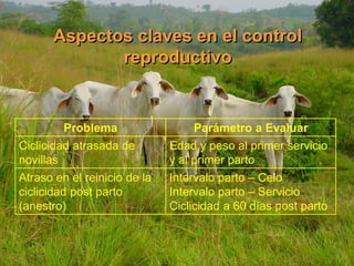 Aspectos claves en el control
reproductivo
Problema Parámetro a Evaluar
Ciclicidad atrasada de
novillas
Edad y peso al primer servicio
y al primer parto
Atraso en el reinicio de la
ciclicidad post parto
(anestro)
Intervalo parto – Celo
Intervalo parto – Servicio
Ciclicidad a 60 días post parto
 