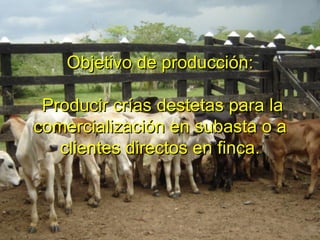 Objetivo de producción:
Producir crías destetas para la
comercialización en subasta o a
clientes directos en finca.
 