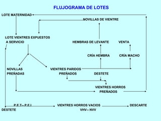 FLUJOGRAMA DE LOTES
LOTE MATERNIDAD
NOVILLAS DE VIENTRE
LOTE VIENTRES EXPUESTOS
A SERVICIO HEMBRAS DE LEVANTE VENTA
CRÍA HEMBRA CRÍA MACHO
NOVILLAS VIENTRES PARIDOS
PREÑADAS PREÑADOS DESTETE
VIENTRES HORROS
PREÑADOS
P.E.T-- P.E.I VIENTRES HORROS VACIOS DESCARTE
DESTETE VHV-- NVV
 