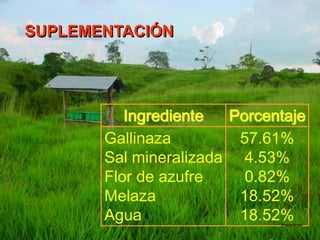 Ingrediente Porcentaje
Gallinaza
Sal mineralizada
Flor de azufre
Melaza
Agua
57.61%
4.53%
0.82%
18.52%
18.52%Preparación
SUPLEMENTACIÓN
 
