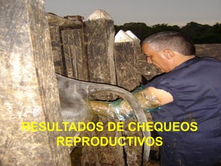 RESULTADOS DE CHEQUEOS
REPRODUCTIVOS
 