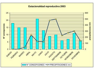 Estacionalidad reproductiva 2003
0
5
10
15
20
25
ENEROFEBR
ER
O
M
ARZO
ABR
IL
M
AYO
JUNIO
JULIO
AG
O
STO
SEPTIEM
BREO
C
TU
BRE
NO
BIEM
BREDICIEM
BR
E
N°concepciones
0
100
200
300
400
500
600
precipitacionesmm
N° CONCEPCIONES PRECIPITACIONES mm
 