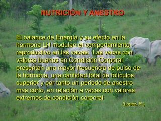 NUTRICIÓN Y ANESTRO
El balance de Energía y su efecto en la
hormona LH modulan el comportamiento
reproductivo en las vacas: Las vacas con
valores buenos en Condición Corporal
presentan una mayor frecuencia de pulso de
la hormona, una cantidad total de folículos
superior y por tanto un periodo de anestro
mas corto, en relación a vacas con valores
extremos de condición corporal
(López, R.)
 