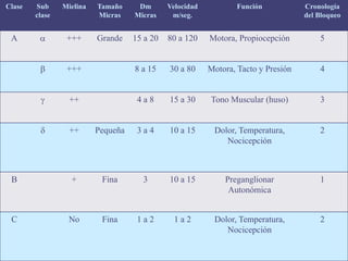Clase Sub
clase
Mielina Tamaño
Micras
Dm
Micras
Velocidad
m/seg.
Función Cronología
del Bloqueo
A a +++ Grande 15 a 20 80 a 120 Motora, Propiocepción 5
b +++ 8 a 15 30 a 80 Motora, Tacto y Presión 4
g ++ 4 a 8 15 a 30 Tono Muscular (huso) 3
d ++ Pequeña 3 a 4 10 a 15 Dolor, Temperatura,
Nocicepción
2
B + Fina 3 10 a 15 Preganglionar
Autonómica
1
C No Fina 1 a 2 1 a 2 Dolor, Temperatura,
Nocicepción
2
 
