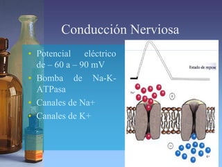 Conducción Nerviosa
• Potencial eléctrico
de – 60 a – 90 mV
• Bomba de Na-K-
ATPasa
• Canales de Na+
• Canales de K+
 