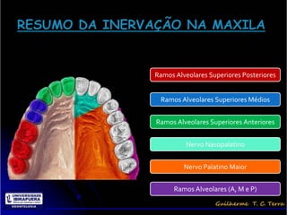 Ramos Alveolares Superiores Posteriores


 Ramos Alveolares Superiores Médios


Ramos Alveolares Superiores Anteriores


         Nervo Nasopalatino


         Nervo Palatino Maior


      Ramos Alveolares (A, M e P)
 