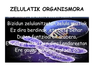 ZELULATIK ORGANISMORA Bizidun zelulanitzetan,zelula guztiak Ez dira berdinak ,eta,bete behar  Duten funtzioaren arabera, Ehunetan elkartzen dira.Landareetan  Ere gauza bera gertatzen da. . 