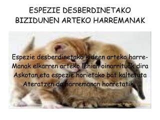 ESPEZIE DESBERDINETAKO BIZIDUNEN ARTEKO HARREMANAK Espezie desberdinetako kideen arteko harre- Manak elkarren arteko lehian oinarrituak dira Askotan,eta espezie horietako bat kaltetuta Ateratzen da harremanan horretatik.  