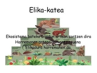 Elika-katea Ekosistema bateko bizidun artean sortzen dira Harremanen artean garrantzitsuena  Elikadura harremanen da. 