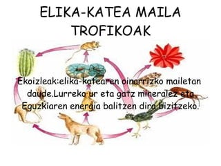ELIKA-KATEA MAILA TROFIKOAK Ekoizleak:elika-katearen oinarrizko mailetan  daude.Lurreko ur eta gatz mineralez eta Eguzkiaren energia balitzen dira bizitzeko. 