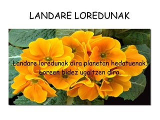 LANDARE LOREDUNAK Landare loredunak dira planetan hedatuenak. Loreen bidez ugaltzen dira. 