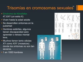 Trisomías en cromosomas sexuales
 Síndrome de Klinefelter.
47,XXY (un extra X)
 Viven hasta la edad adulta
 Se desarrollan sintomas en la
pubertad
 Hombres estériles, algunos
tienen discapacidad para
aprender o retraso mental
leve.
 Muchos tienen tanto células
XY como XXY (mosaicos)
donde los síntomas no son tan
severos.
 1 en 1000 hombres
14
 