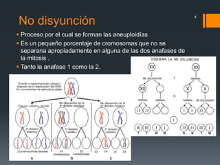 No disyunción
 Proceso por el cual se forman las aneuploidías
 Es un pequeño porcentaje de cromosomas que no se
separana apropiadamente en alguna de las dos anafases de
la mitosis .
 Tanto la anafase 1 como la 2.
4
 
