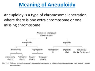 Meaning of Aneuploidy
Aneuploidy is a type of chromosomal aberration,
where there is one extra chromosome or one
missing chromosome.
 