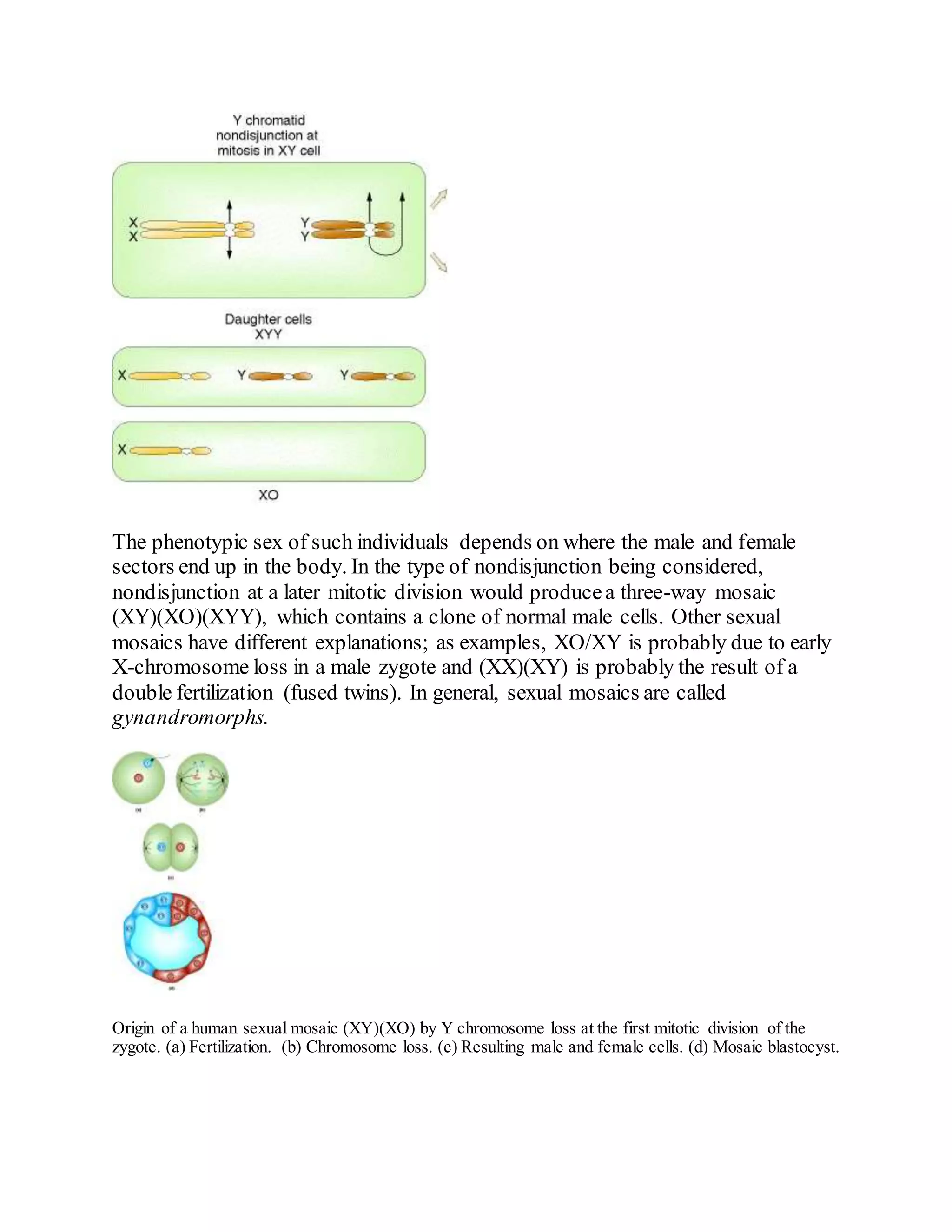 The phenotypic sex of such individuals depends on where the male and female
sectors end up in the body. In the type of nondisjunction being considered,
nondisjunction at a later mitotic division would producea three-way mosaic
(XY)(XO)(XYY), which contains a clone of normal male cells. Other sexual
mosaics have different explanations; as examples, XO/XY is probably due to early
X-chromosome loss in a male zygote and (XX)(XY) is probably the result of a
double fertilization (fused twins). In general, sexual mosaics are called
gynandromorphs.
Origin of a human sexual mosaic (XY)(XO) by Y chromosome loss at the first mitotic division of the
zygote. (a) Fertilization. (b) Chromosome loss. (c) Resulting male and female cells. (d) Mosaic blastocyst.
 