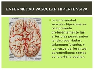 ENFERMEDAD VASCULAR HIPERTENSIVA

                 La enfermedad
                  vascular hipertensiva
                  compromete
                  preferentemente las
                  arteriolas penetrantes
                  lenticuloestriadas,
                  talamoperforantes y
                  los vasos perforantes
                  paramedianos ramas
                  de la arteria basilar.
 