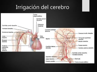 Irrigación del cerebro
 