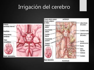 Irrigación del cerebro
 