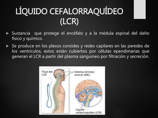 LÍQUIDO CEFALORRAQUÍDEO
(LCR)
 Sustancia que protege el encéfalo y a la médula espinal del daño
físico y químico.
 Se produce en los plexos coroides y redes capilares en las paredes de
los ventrículos, estos están cubiertos por células ependimarias que
generan el LCR a partir del plasma sanguíneo por filtración y secreción.
 