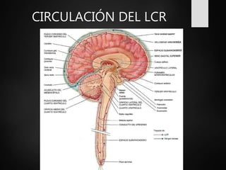 CIRCULACIÓN DEL LCR
 