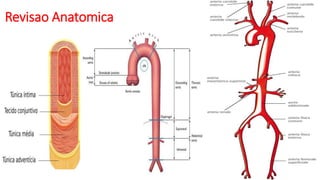 Revisao Anatomica
 