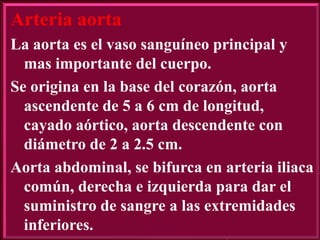Arteria aorta
La aorta es el vaso sanguíneo principal y
mas importante del cuerpo.
Se origina en la base del corazón, aorta
ascendente de 5 a 6 cm de longitud,
cayado aórtico, aorta descendente con
diámetro de 2 a 2.5 cm.
Aorta abdominal, se bifurca en arteria iliaca
común, derecha e izquierda para dar el
suministro de sangre a las extremidades
inferiores.

 