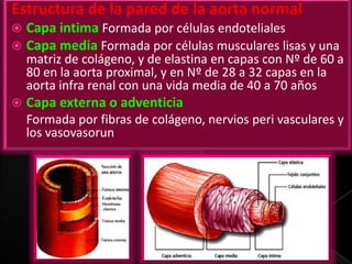 Estructura de la pared de la aorta normal



Capa intima Formada por células endoteliales
Capa media Formada por células musculares lisas y una

matriz de colágeno, y de elastina en capas con Nº de 60 a
80 en la aorta proximal, y en Nº de 28 a 32 capas en la
aorta infra renal con una vida media de 40 a 70 años


Capa externa o adventicia
Formada por fibras de colágeno, nervios peri vasculares y
los vasovasorun

 