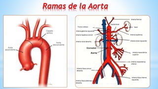 4
Ramas de la Aorta
 