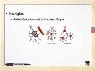 A neurociência do aprendizado