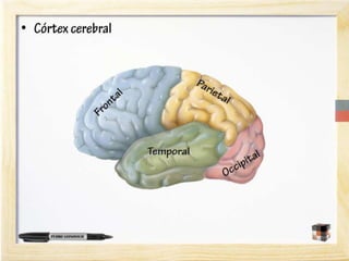 A neurociência do aprendizado