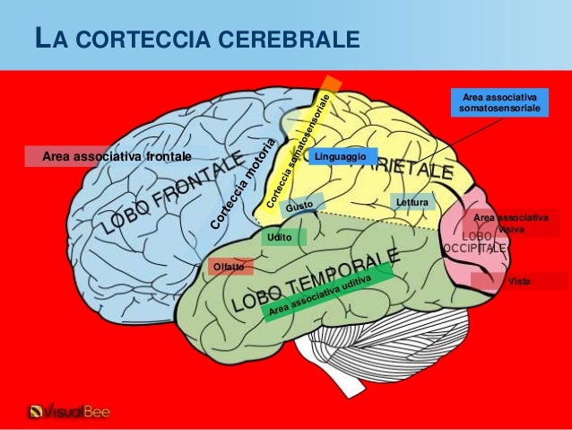 Neuroni specchio