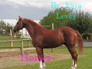 Horses
By kaya
Levey
 