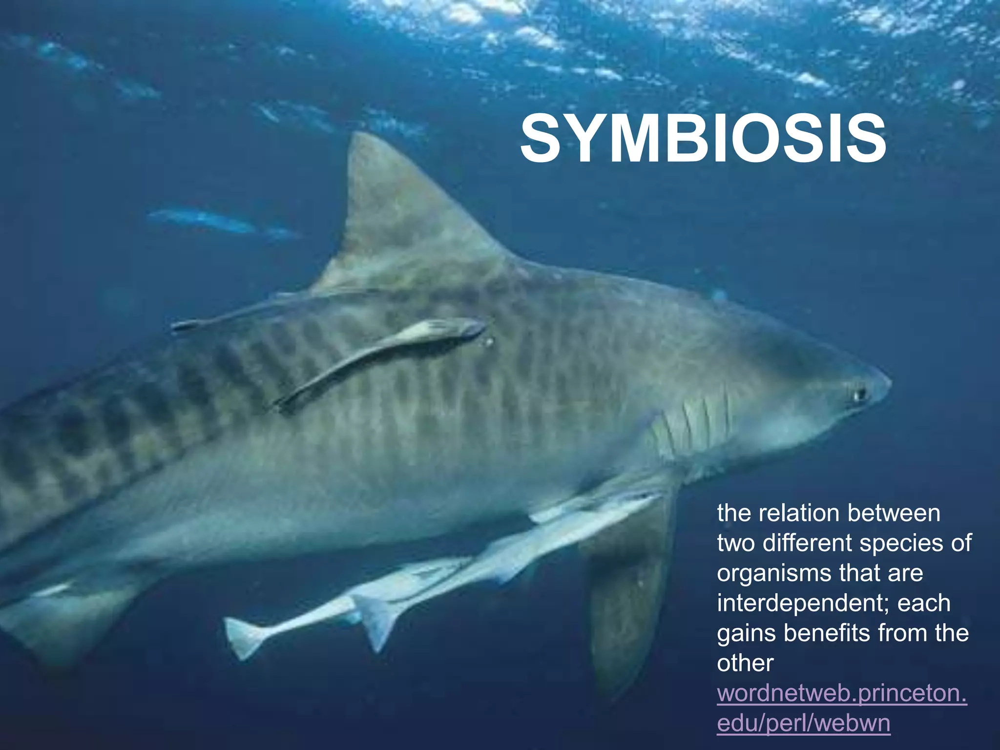 SYMBIOSIS




    the relation between
    two different species of
    organisms that are
    interdependent; each
    gains benefits from the
    other
    wordnetweb.princeton.
    edu/perl/webwn
 