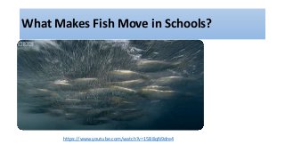 What Makes Fish Move in Schools?
https://www.youtube.com/watch?v=15B8qN9dre4
 