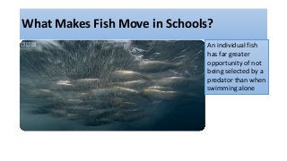 What Makes Fish Move in Schools?
An individual fish
has far greater
opportunity of not
being selected by a
predator than w...