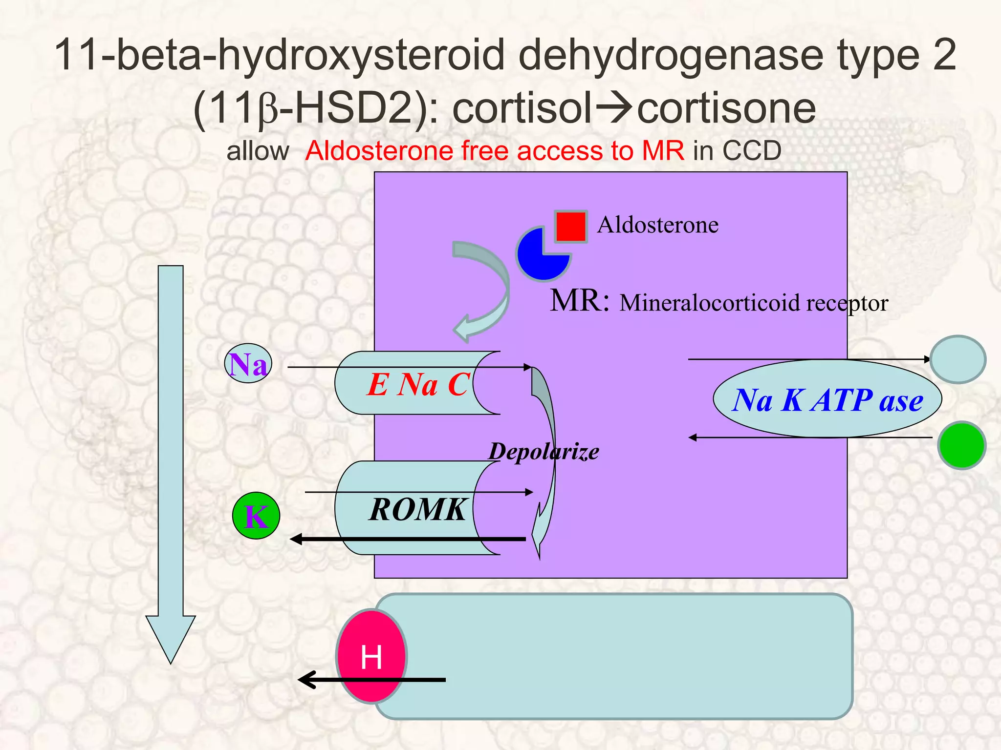 A new perspective on metabolic alkalosis | PPTX