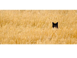 Watch out the signs of AVG
infection!
 