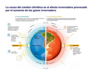 La causa del cambio climático es el efecto invernadero provocado por el aumento de los gases invernadero. 